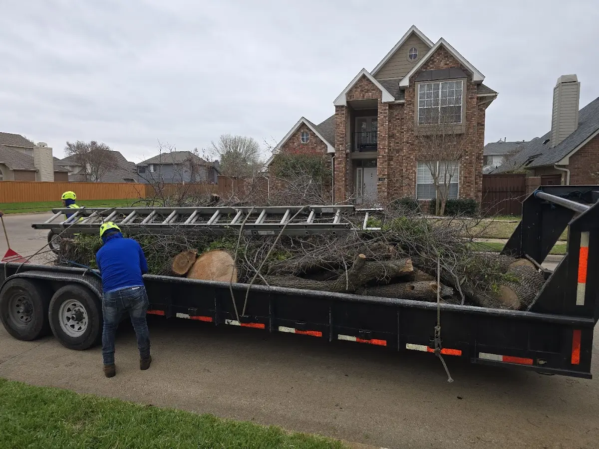 Expert Tree Removal with proper safety equipment in Lampasas